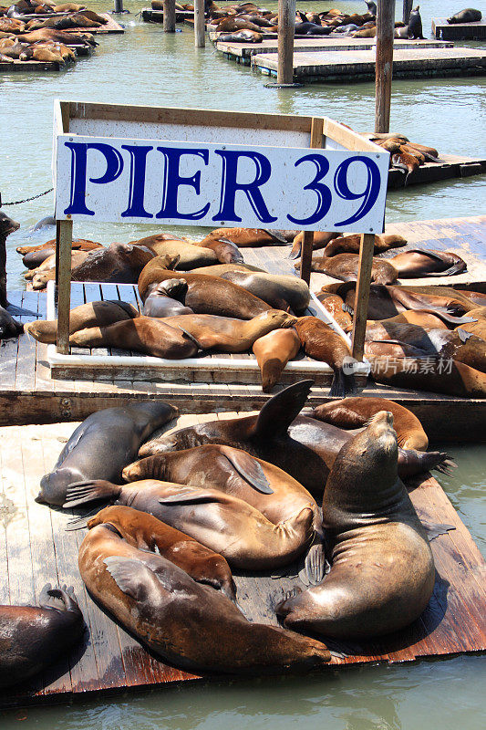 Sea lions at Pier 39, San Francisco